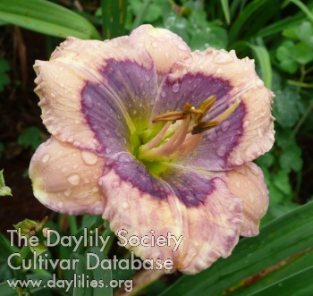 Daylily In the Navy